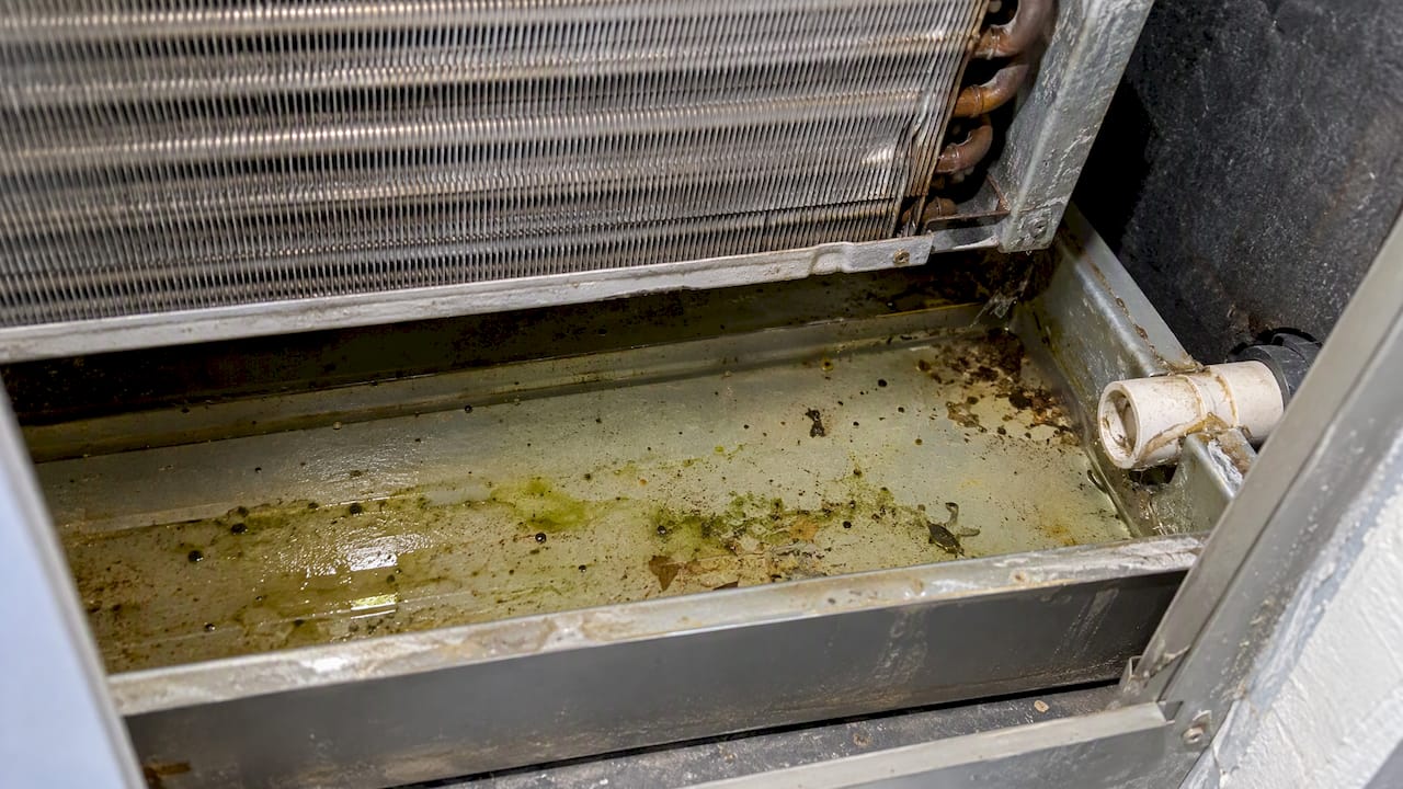 Algae and water in an AC drain pan